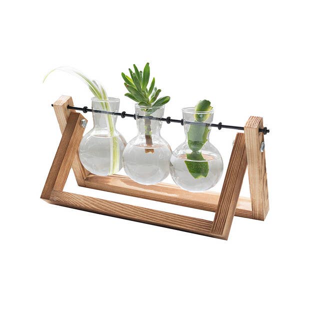 Glass Plant Vases