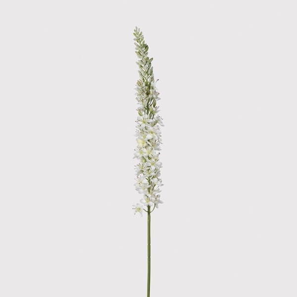 Cream Eremurus Spray - The Nancy Smillie Shop - Art, Jewellery & Designer Gifts Glasgow