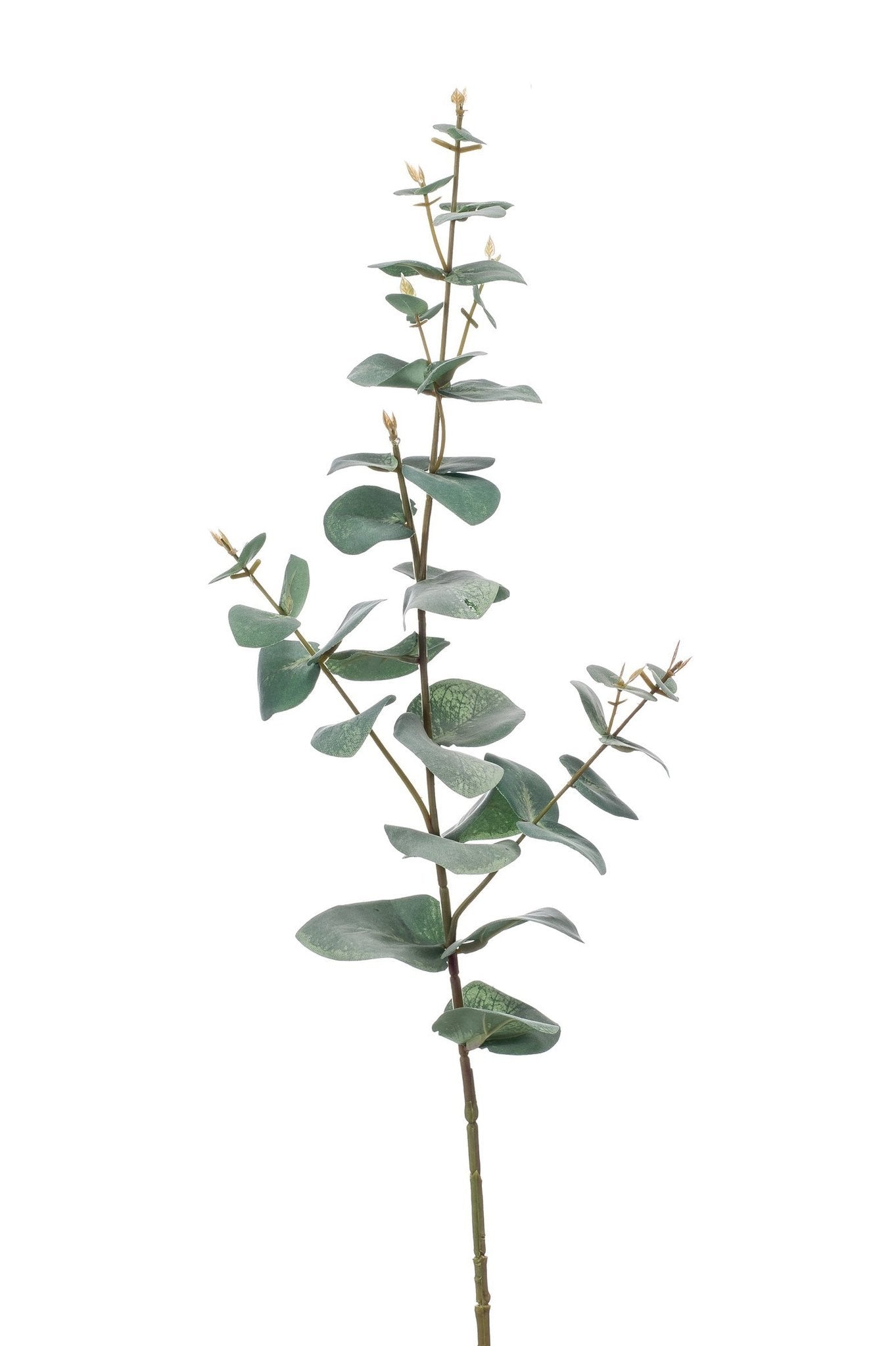 Eucalyptus Spray - The Nancy Smillie Shop - Art, Jewellery & Designer Gifts Glasgow