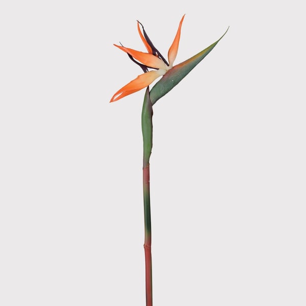 Orange Bird Of Paradise - The Nancy Smillie Shop - Art, Jewellery & Designer Gifts Glasgow