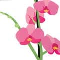 Orchids Pop Up Card - The Nancy Smillie Shop - Art, Jewellery & Designer Gifts Glasgow