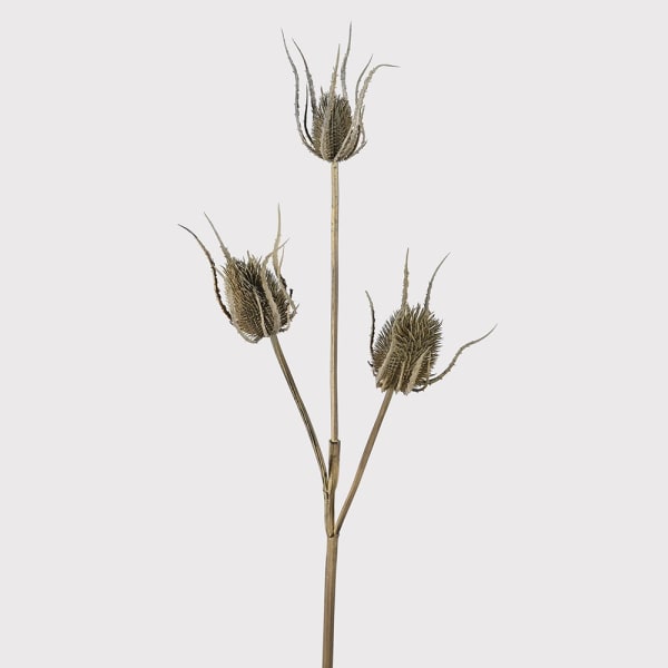 Brown teasle bundle